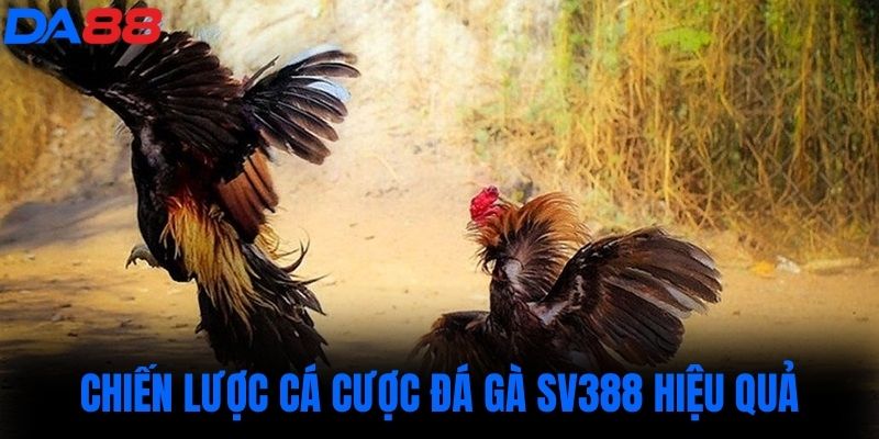 Chiến lược cá cược đá gà sv388 hiệu quả